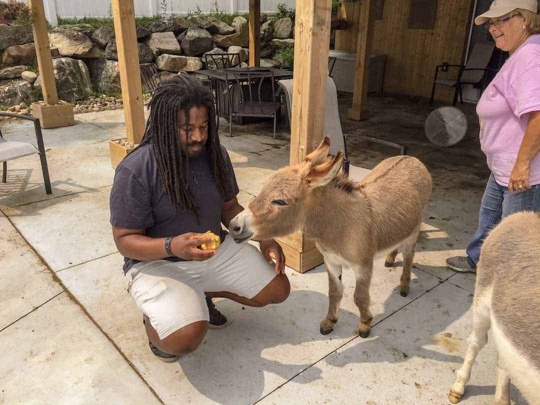 Spending The Day With Tiny Tim The Mini Donkey Rudderless Travel
