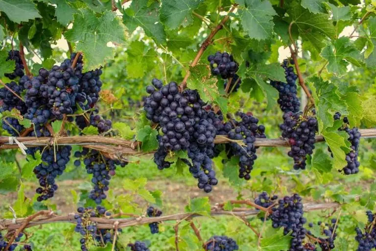 Seneca-Lake-Wine-Tours