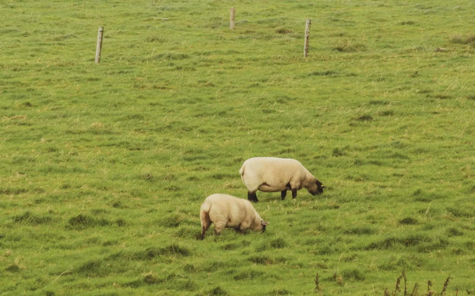 best cliffs of moher tour from dublin