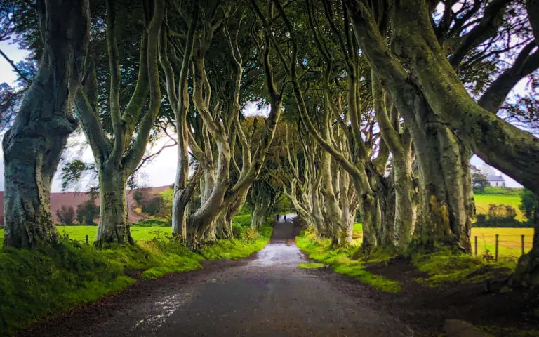 a tree-lined country lane framed by dense, twisting branches