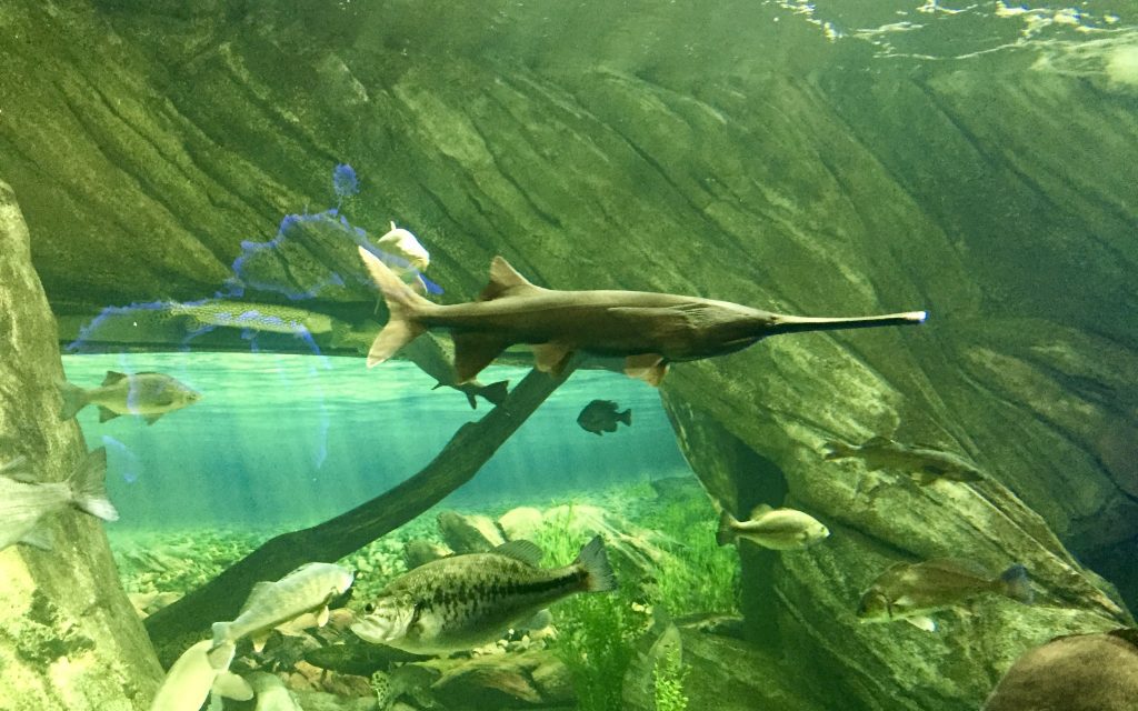 view of the marine life swimming in a tank at the Ripley Aquarium