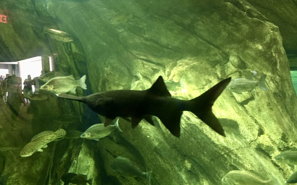 view of the marine life swimming in a tank at the Ripley Aquarium