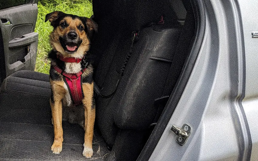 Road Trip with Dogs