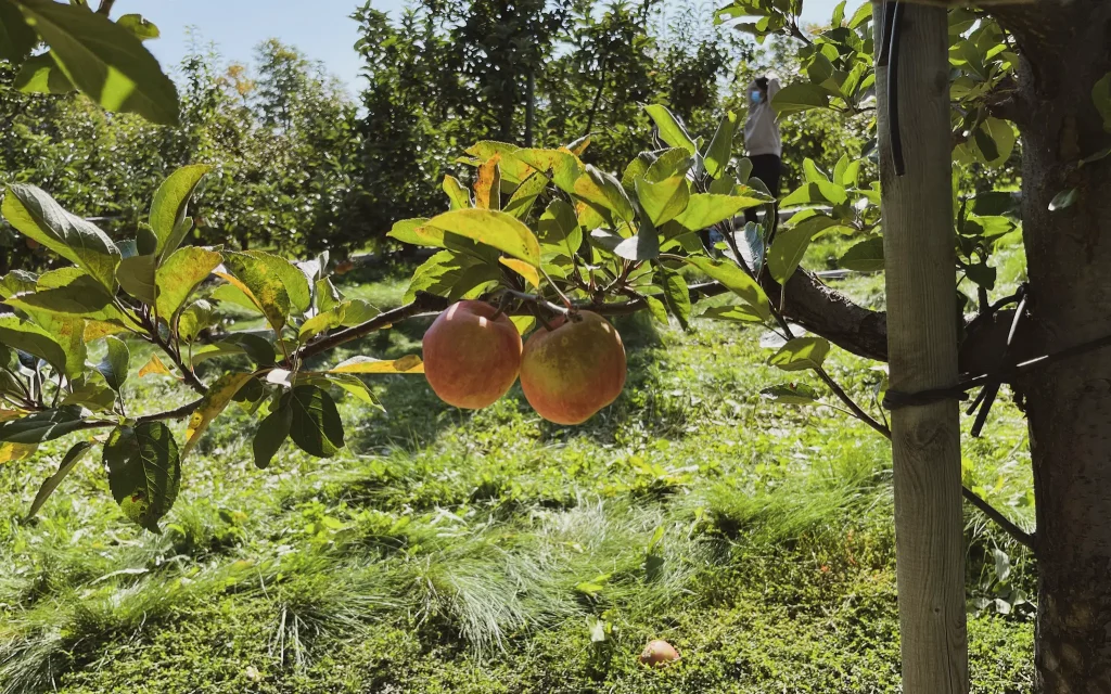 apple farms in ontario