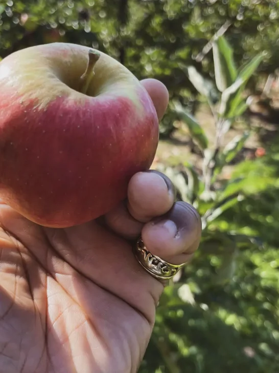 apple picking in ontario