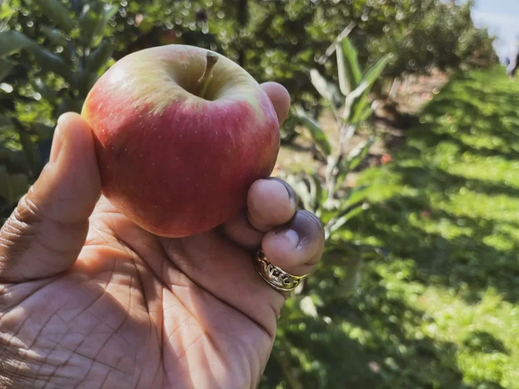 apple picking in ontario