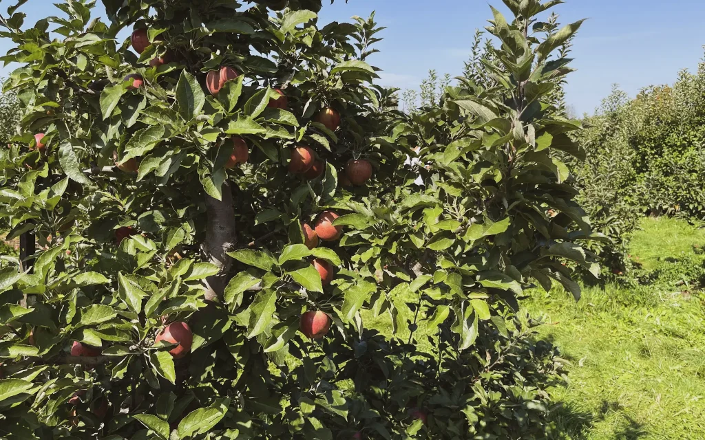 apple picking ontario season
