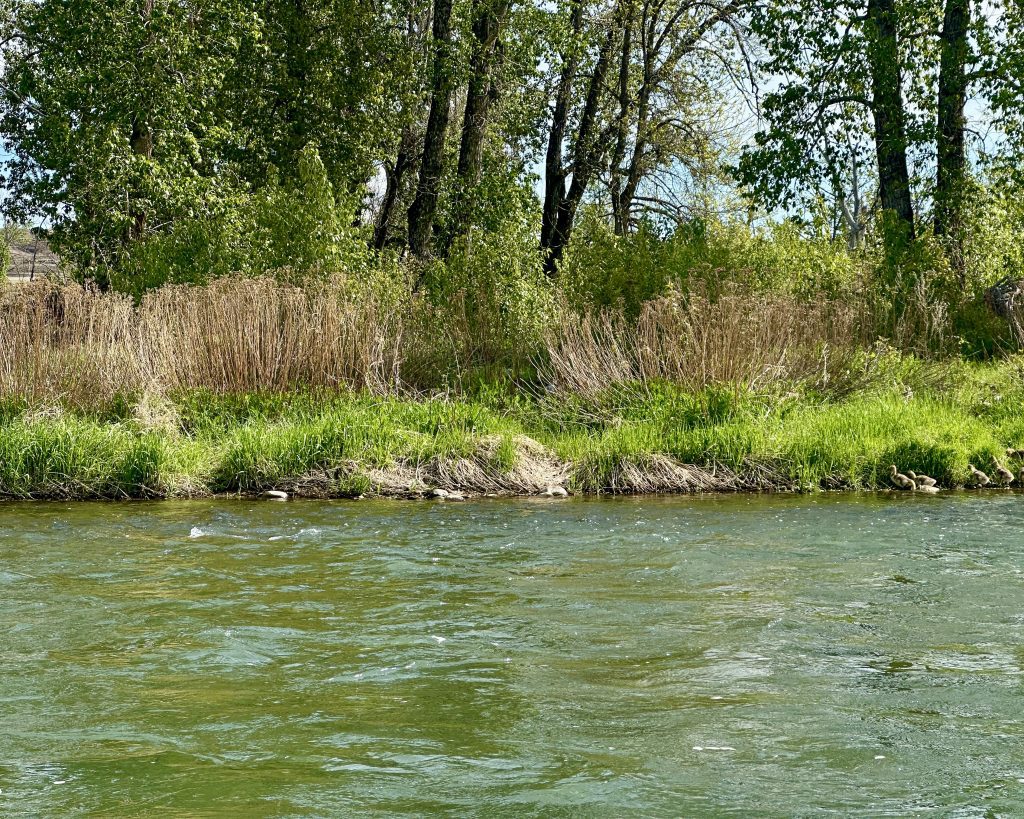 places to visit in downtown calgary