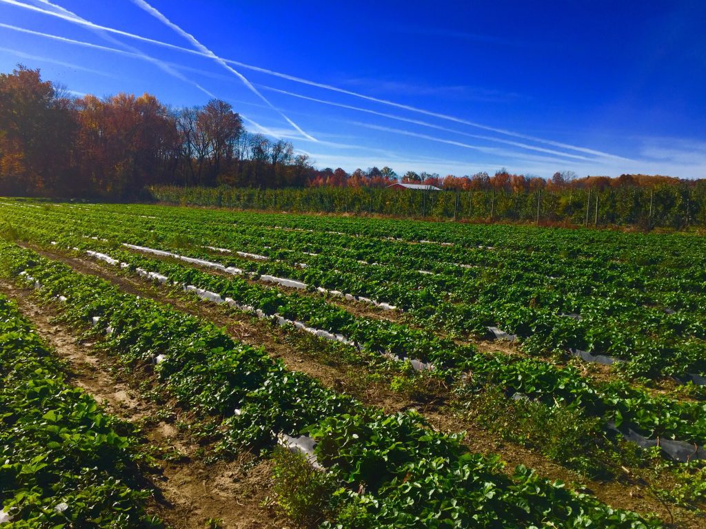 what is Témiscamingue known for