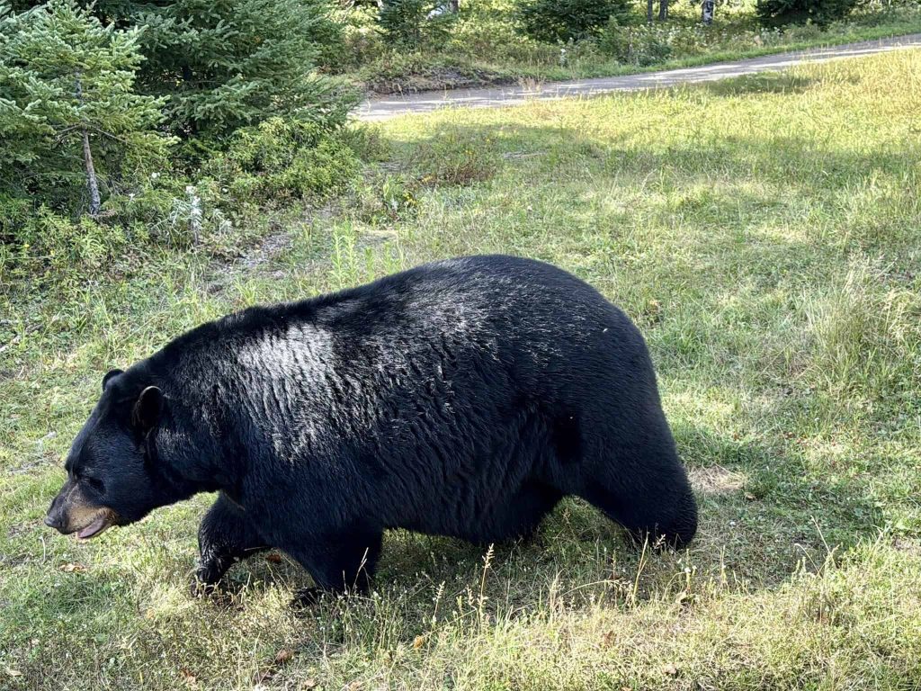 family-friendly activities in sanguenay-lac-saint-jean