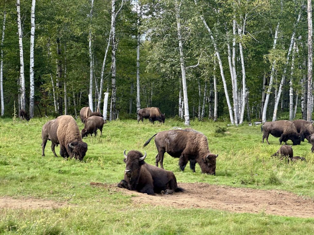 family-friendly activities in sanguenay-lac-saint-jean