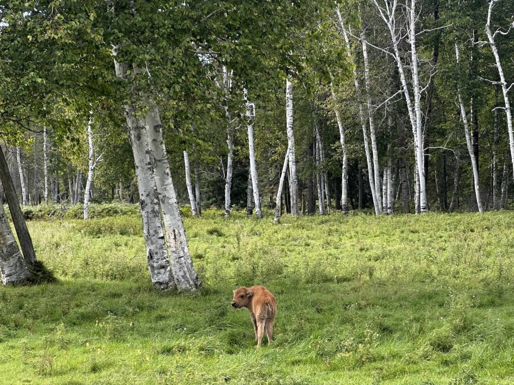 family-friendly activities in sanguenay-lac-saint-jean