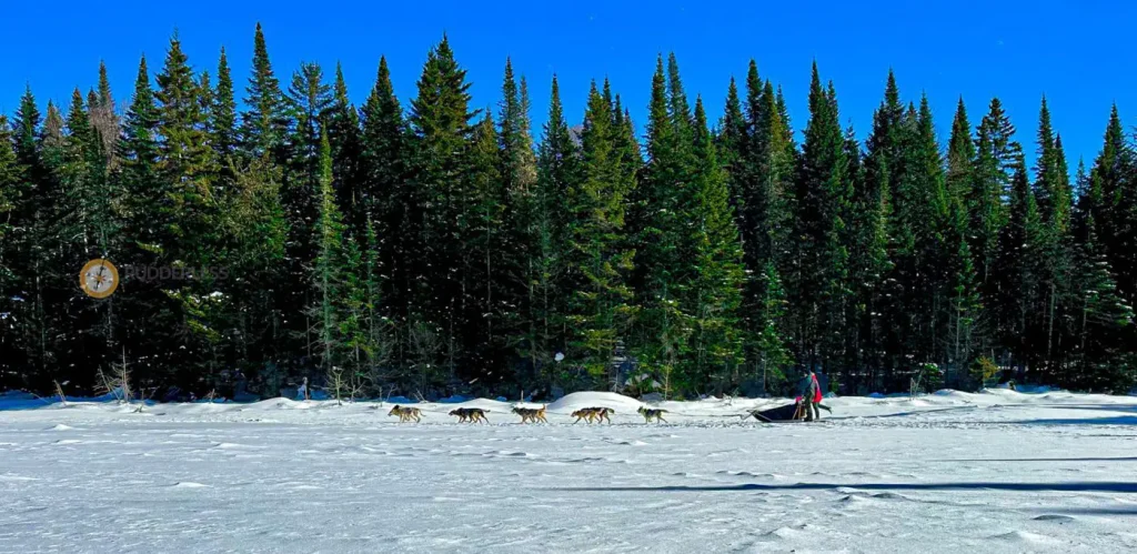 dog sledding in quebec