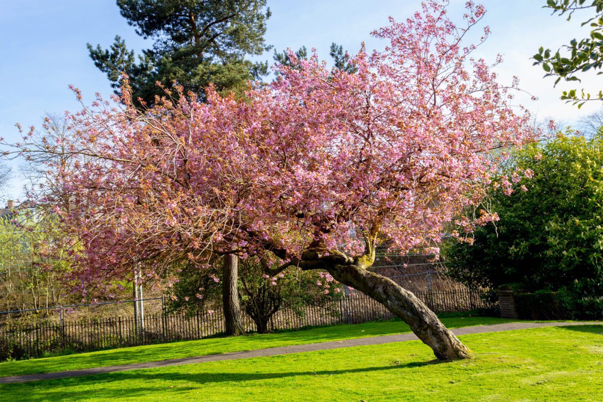 cherry blossom niagara