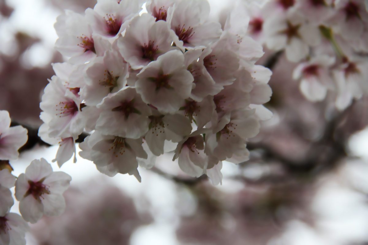 where to see cherry blossoms in ontario