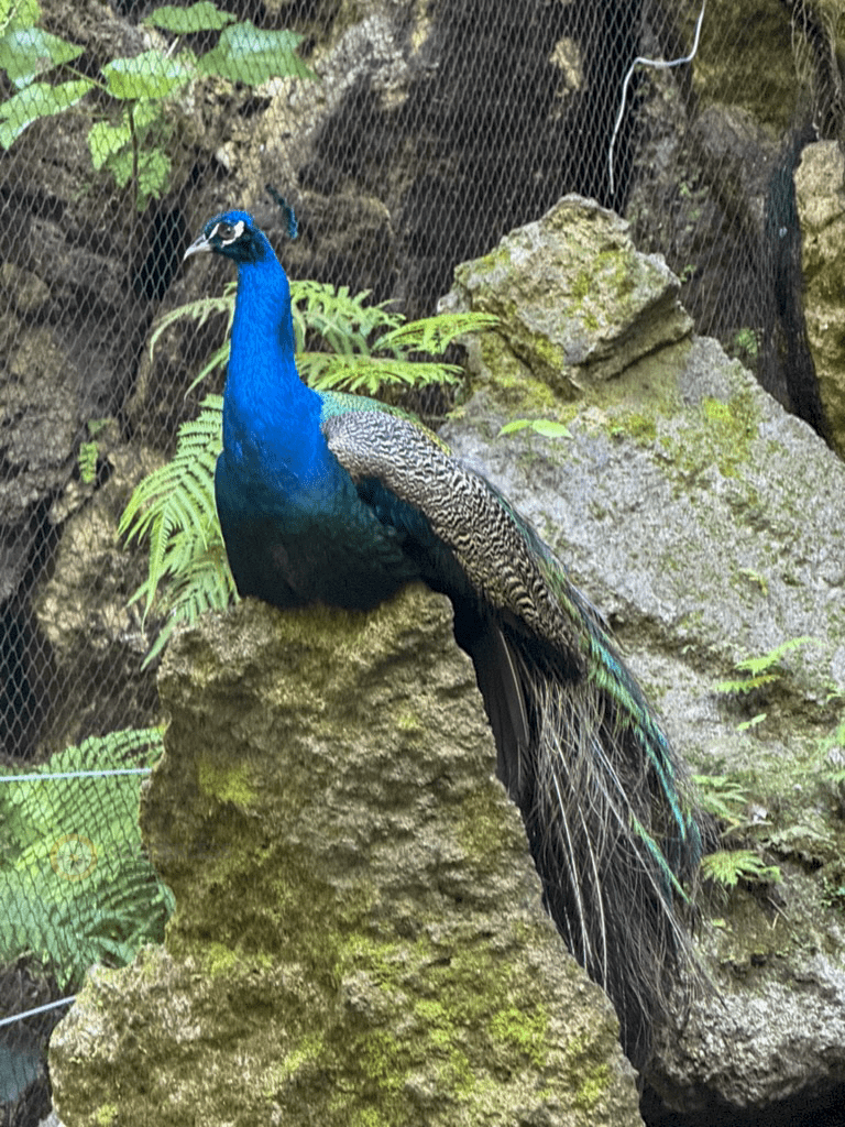 things to see in barbados-2